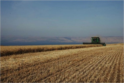 Kibbutz Lavi, near the Sea of Galilee, preparing for the shmita year. Photo courtesy Kibbutz Lavie.