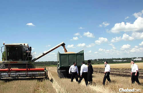 Harvesting shmura, “guarded” wheat from fields surrounding Dnepropetrovsk to be ground into flour for matzah. Rabbi Mordechai Shmuel Ashkenazi, the longtime chief rabbi of Kfar Chabad who passed away in January, is on the far right. Rabbi Shmuel Kaminezki, the chief rabbi of Dnepropetrovsk, walks ahead of him. Photo courtesy DJC.com.ua.