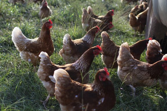 Heritage chickens