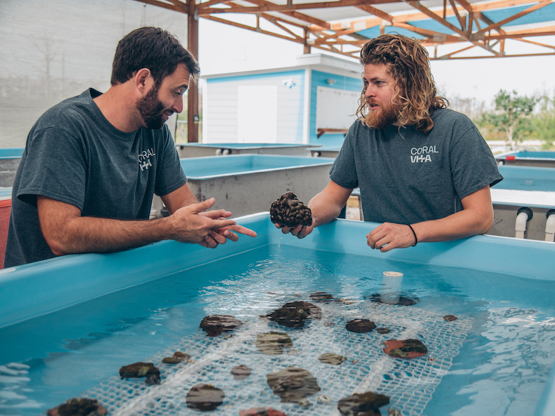 Sam Teicher and Gator Halpern with their farmed corals.